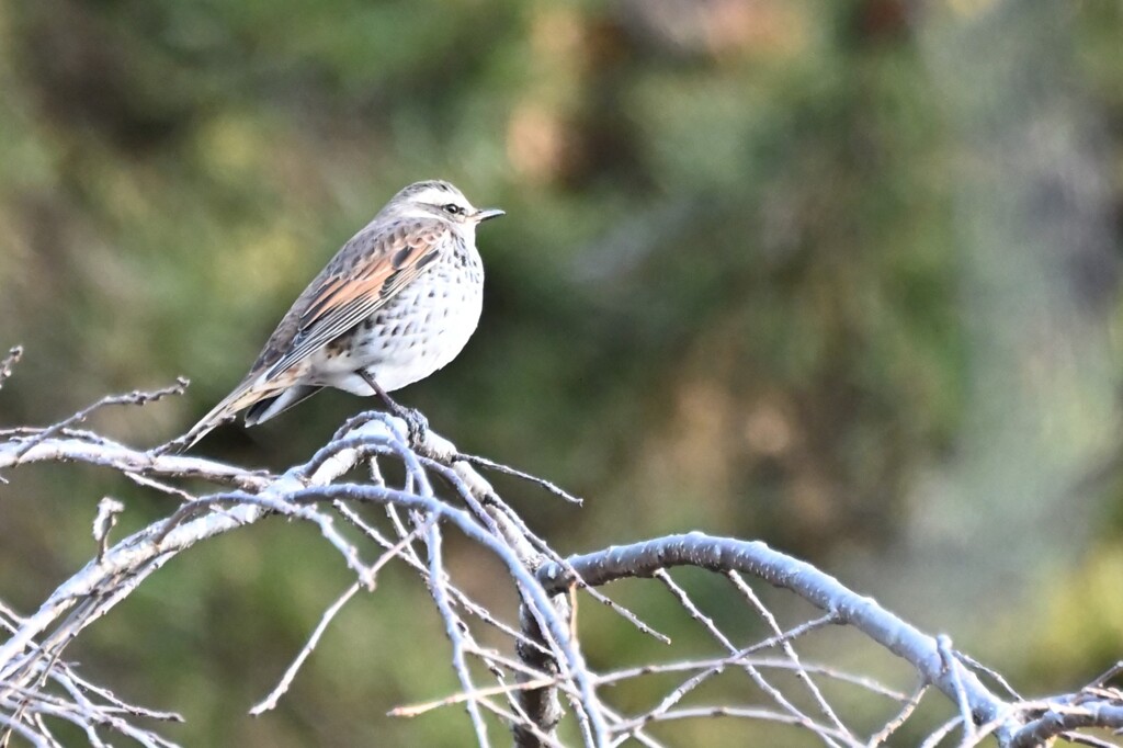 野鳥撮影難しい