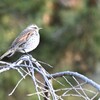 野鳥撮影難しい