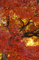 紅葉