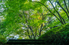 紅葉前