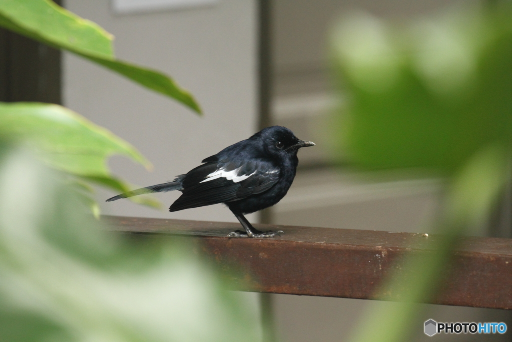 まとまり感のある鳥