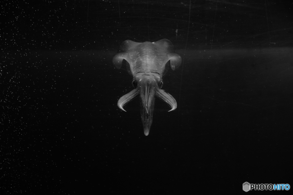 宇宙怪獣　その2