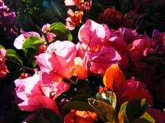 ハワイ島の艶やかな花