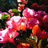 ハワイ島の艶やかな花