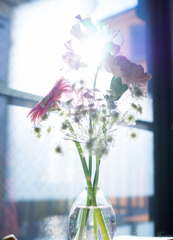 部屋で花撮影