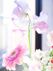 部屋で花撮影