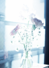 部屋で花撮影