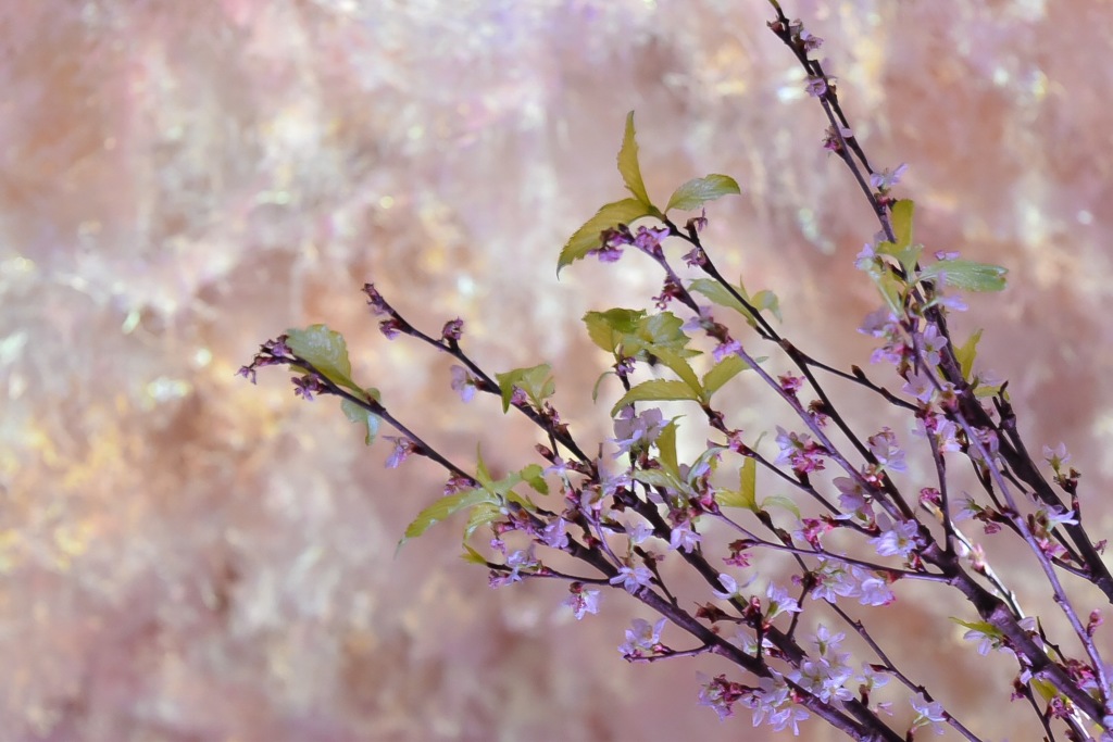 春はもうちょっとだよー