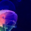 虹色海月