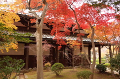 豪徳寺の紅葉