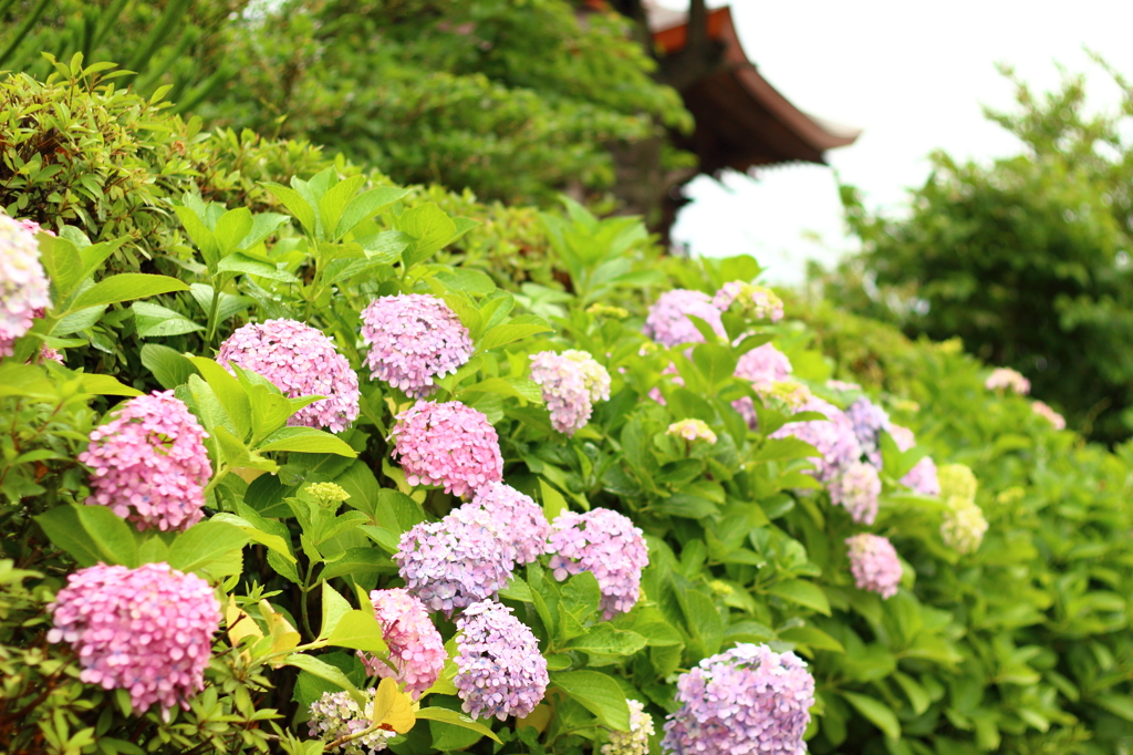 紫陽花
