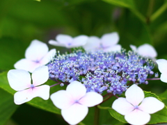 紫陽花