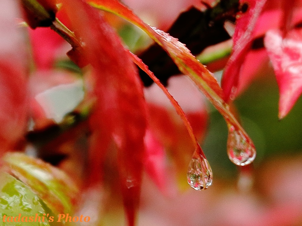 DPP_000405