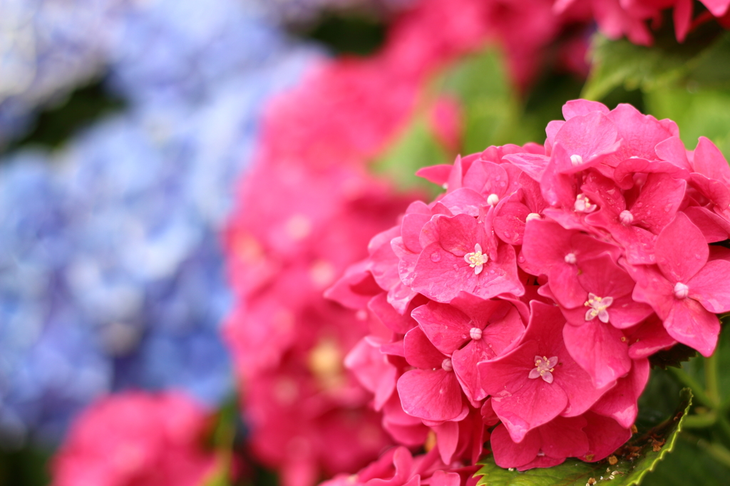 紫陽花