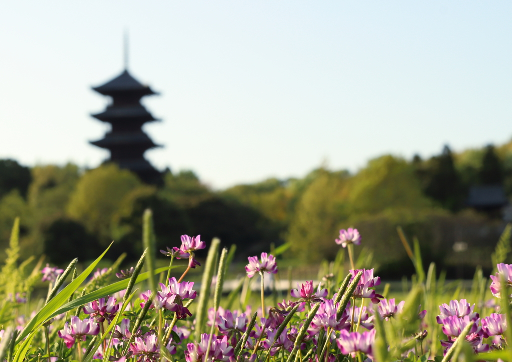 国分寺　れんげ