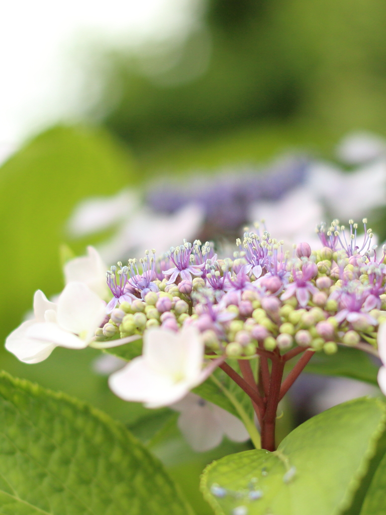 紫陽花