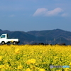 笠岡ベイファーム　菜の花