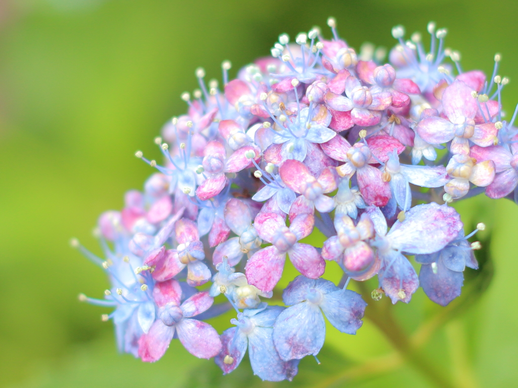 紫陽花