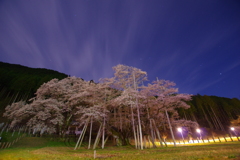 淡墨桜