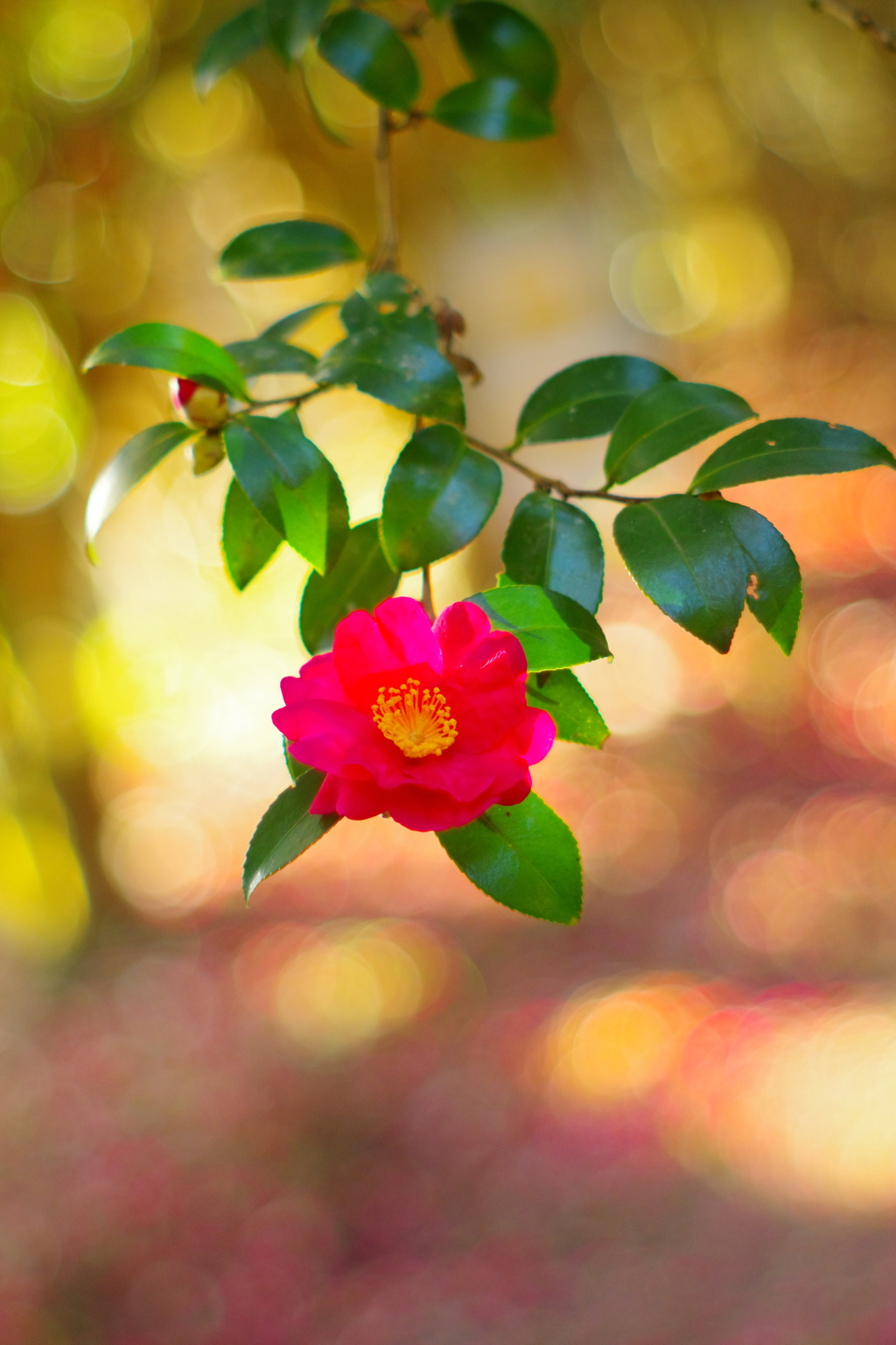 落花びら輝く木漏れ陽