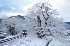 白い桜並木