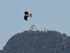 岐阜城と鳥