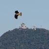 岐阜城と鳥