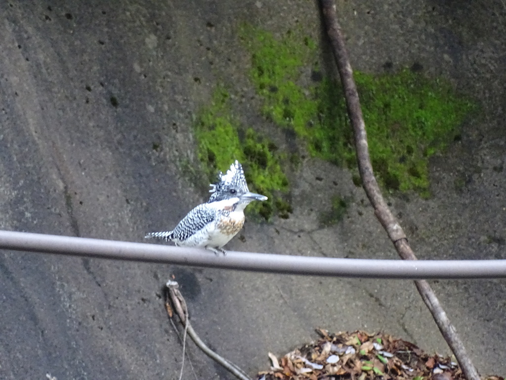 やまちゃん