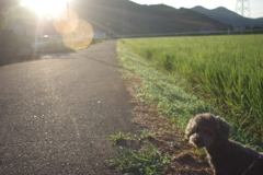 暑いワン