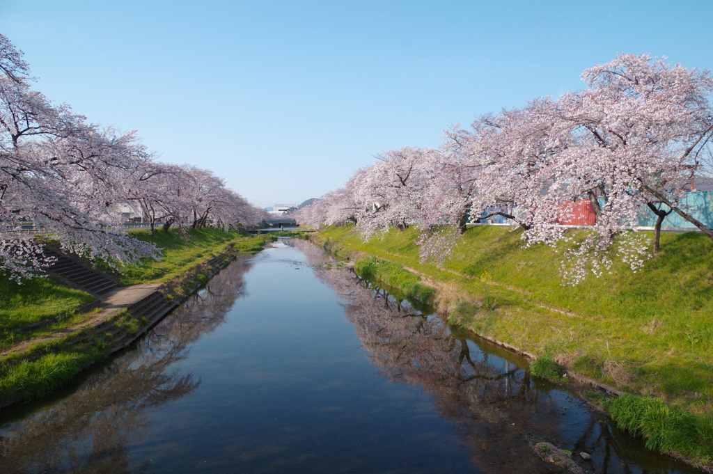 百十郎桜