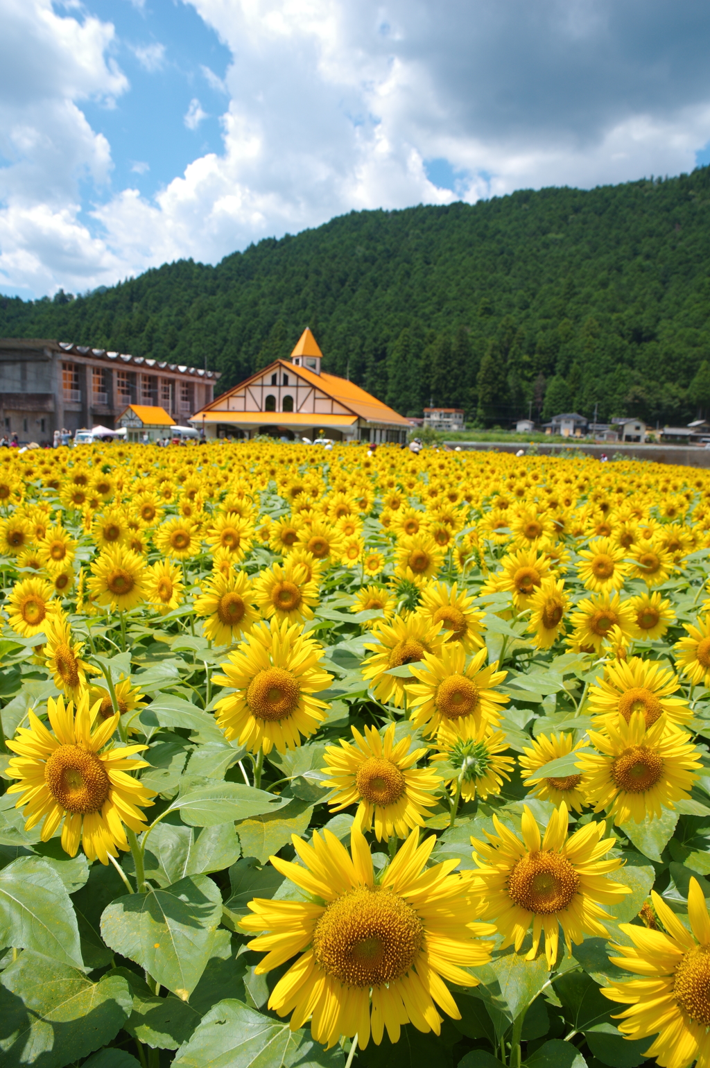 洲原ひまわりの里