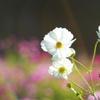白い秋桜