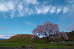 不動塚古墳の桜