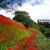 樽見鉄道と彼岸花、その1