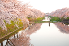 百十郎桜