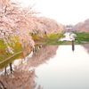 百十郎桜