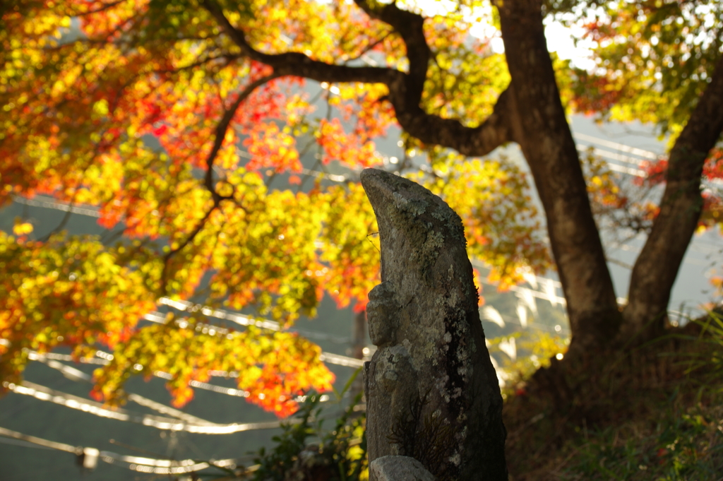 紅葉みっけ