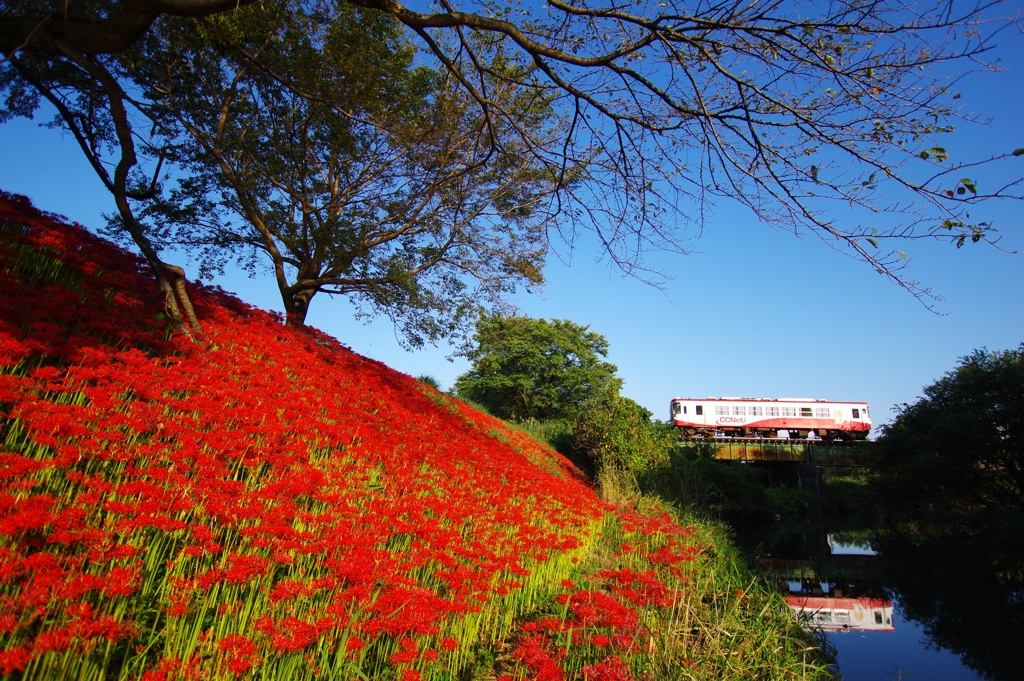 樽見鉄道と彼岸花～青空ＣＣＮ