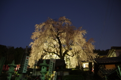 林陽寺の夜桜