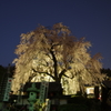 林陽寺の夜桜