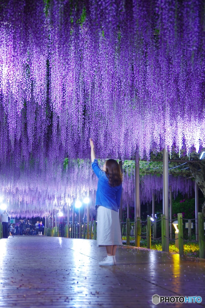 曼荼羅寺の藤～3