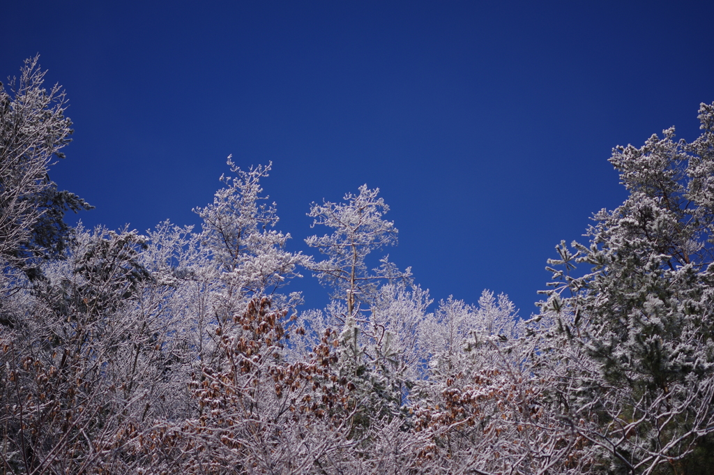 雪の朝