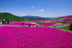 芝桜