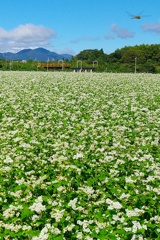 三岐鉄道蕎麦景色