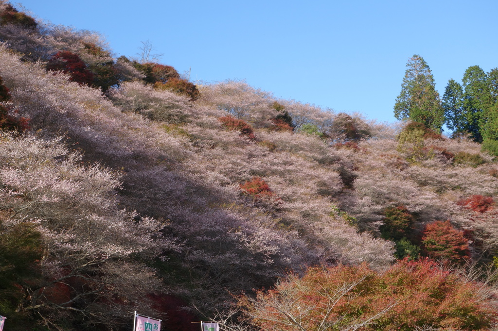 桜と紅葉