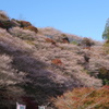 桜と紅葉
