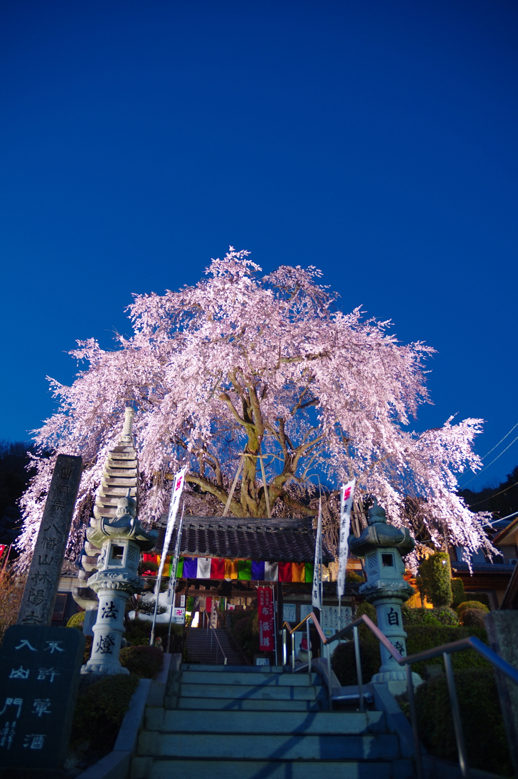林陽寺の枝垂れ桜