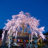 林陽寺の枝垂れ桜