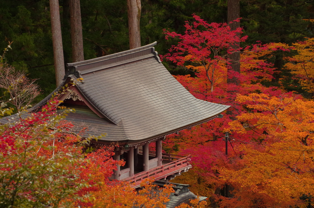 紅葉に埋まる