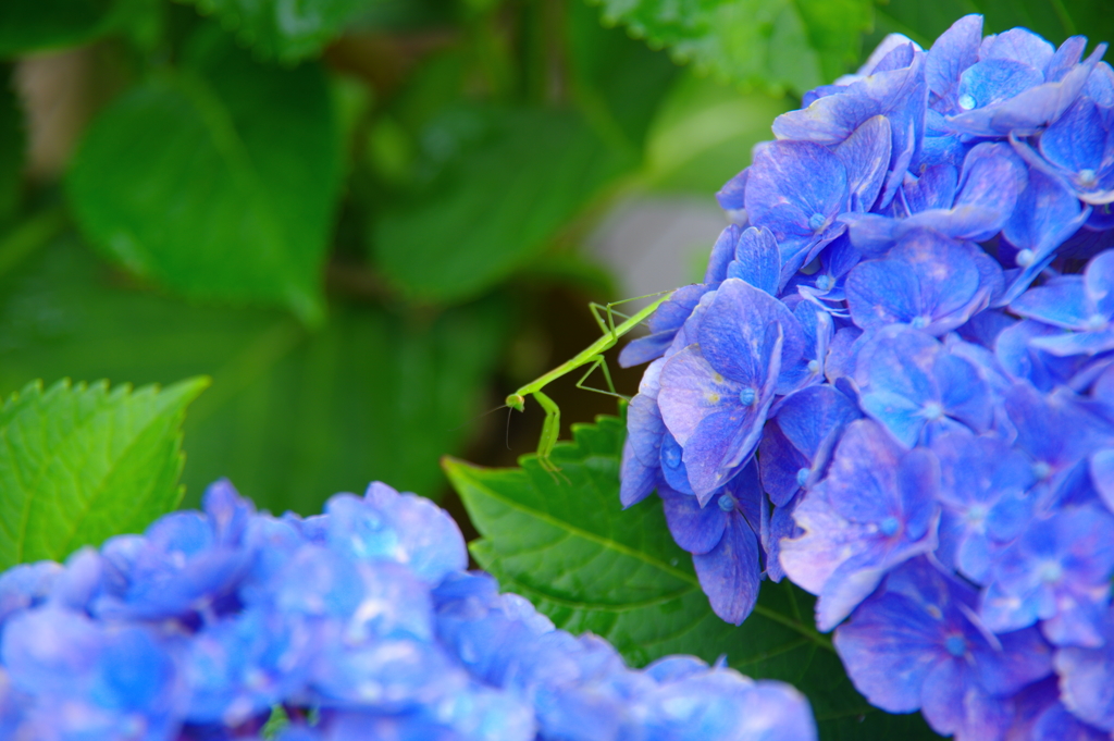 紫陽花とカマキリ